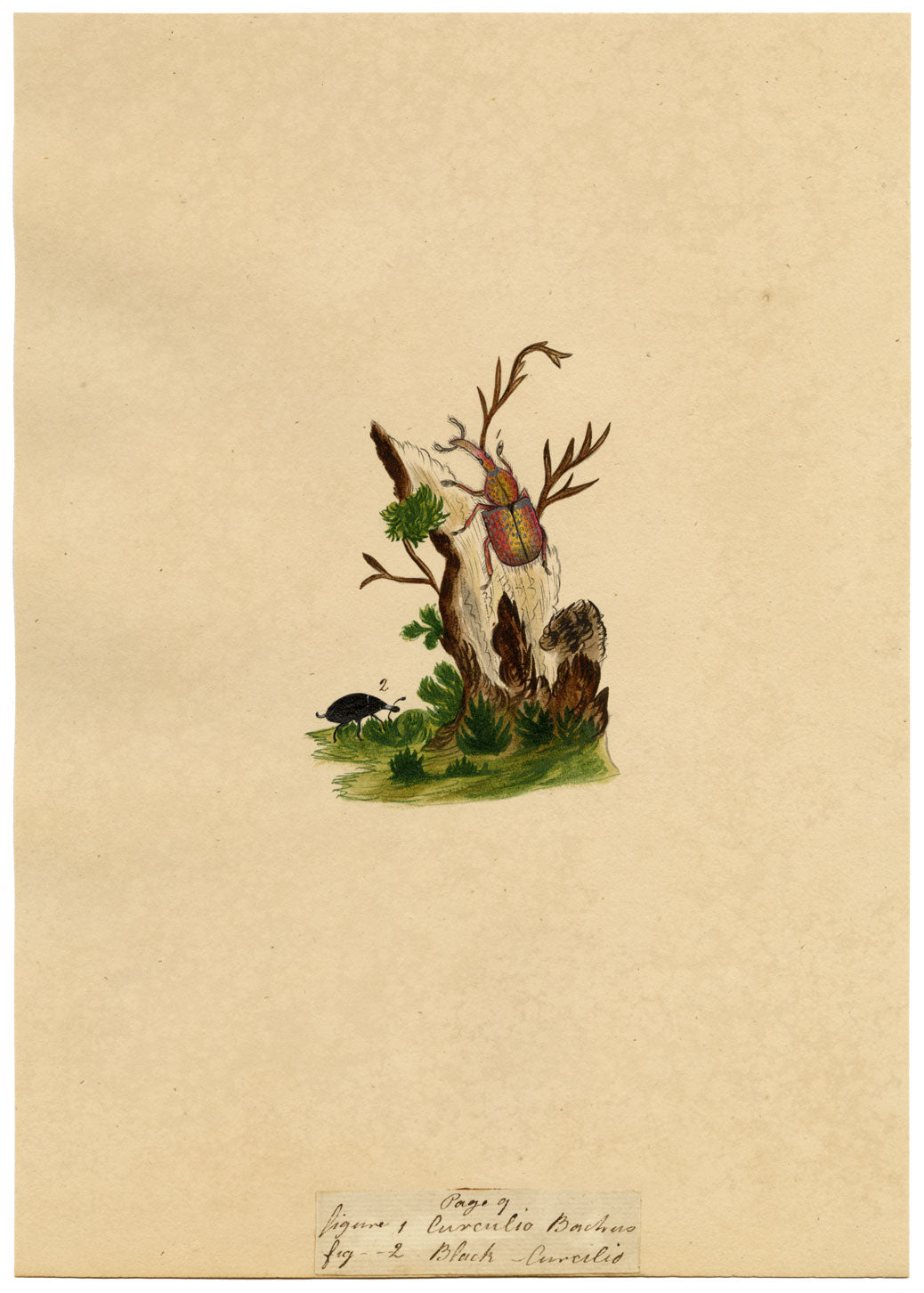 J. McA, Weevil Beetle Insect Study Curculio bacchus –c1810s watercolour painting