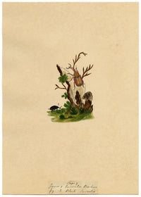 J. McA, Weevil Beetle Insect Study Curculio bacchus –c1810s watercolour painting