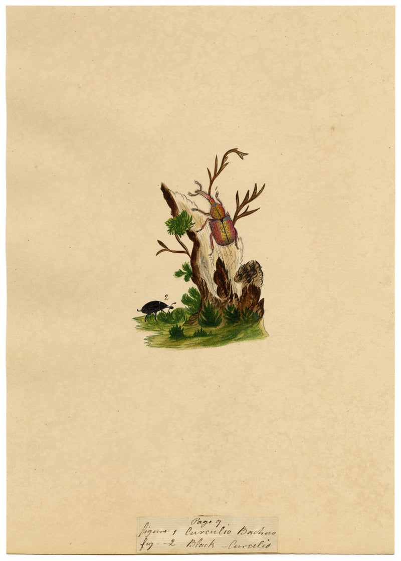 J. McA, Weevil Beetle Insect Study Curculio bacchus –c1810s watercolour painting