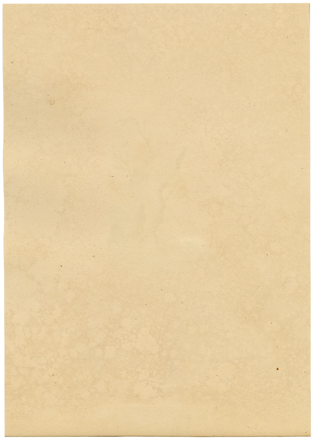 J. McA, Weevil Beetle Insect Study Curculio bacchus –c1810s watercolour painting