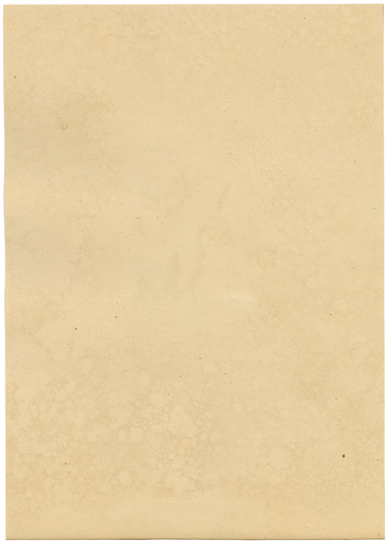 J. McA, Weevil Beetle Insect Study Curculio bacchus –c1810s watercolour painting