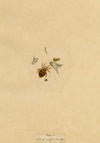 J. McA, White Cross Spider Study – Original c.1810s watercolour painting
