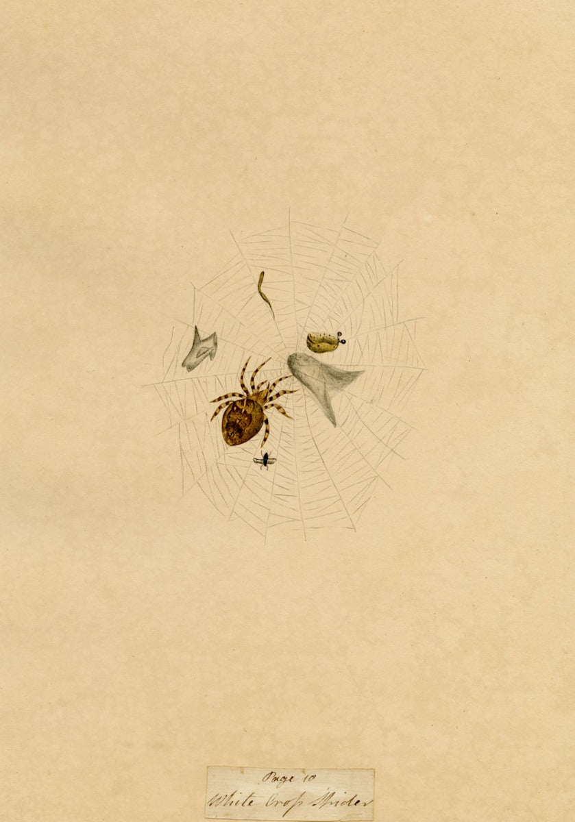 J. McA, White Cross Spider Study – Original c.1810s watercolour painting