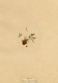 J. McA, White Cross Spider Study – Original c.1810s watercolour painting