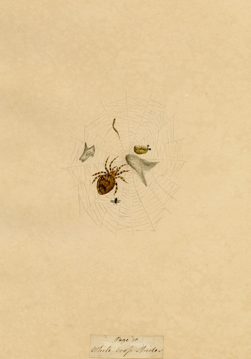 J. McA, White Cross Spider Study – Original c.1810s watercolour painting