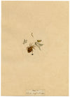 J. McA, White Cross Spider Study – Original c.1810s watercolour painting