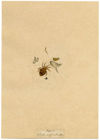J. McA, White Cross Spider Study – Original c.1810s watercolour painting