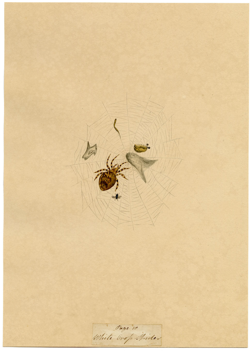 J. McA, White Cross Spider Study – Original c.1810s watercolour painting