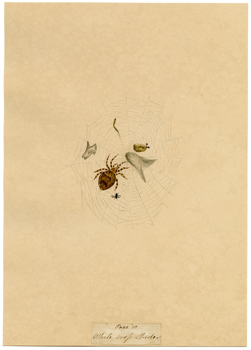 J. McA, White Cross Spider Study – Original c.1810s watercolour painting