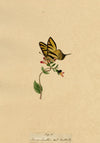 J. McA, Scarce Swallowtail Butterfly Study – c.1810s watercolour painting