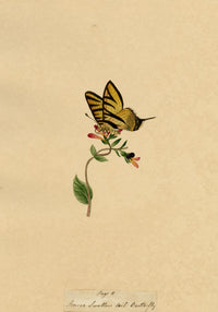 J. McA, Scarce Swallowtail Butterfly Study – c.1810s watercolour painting