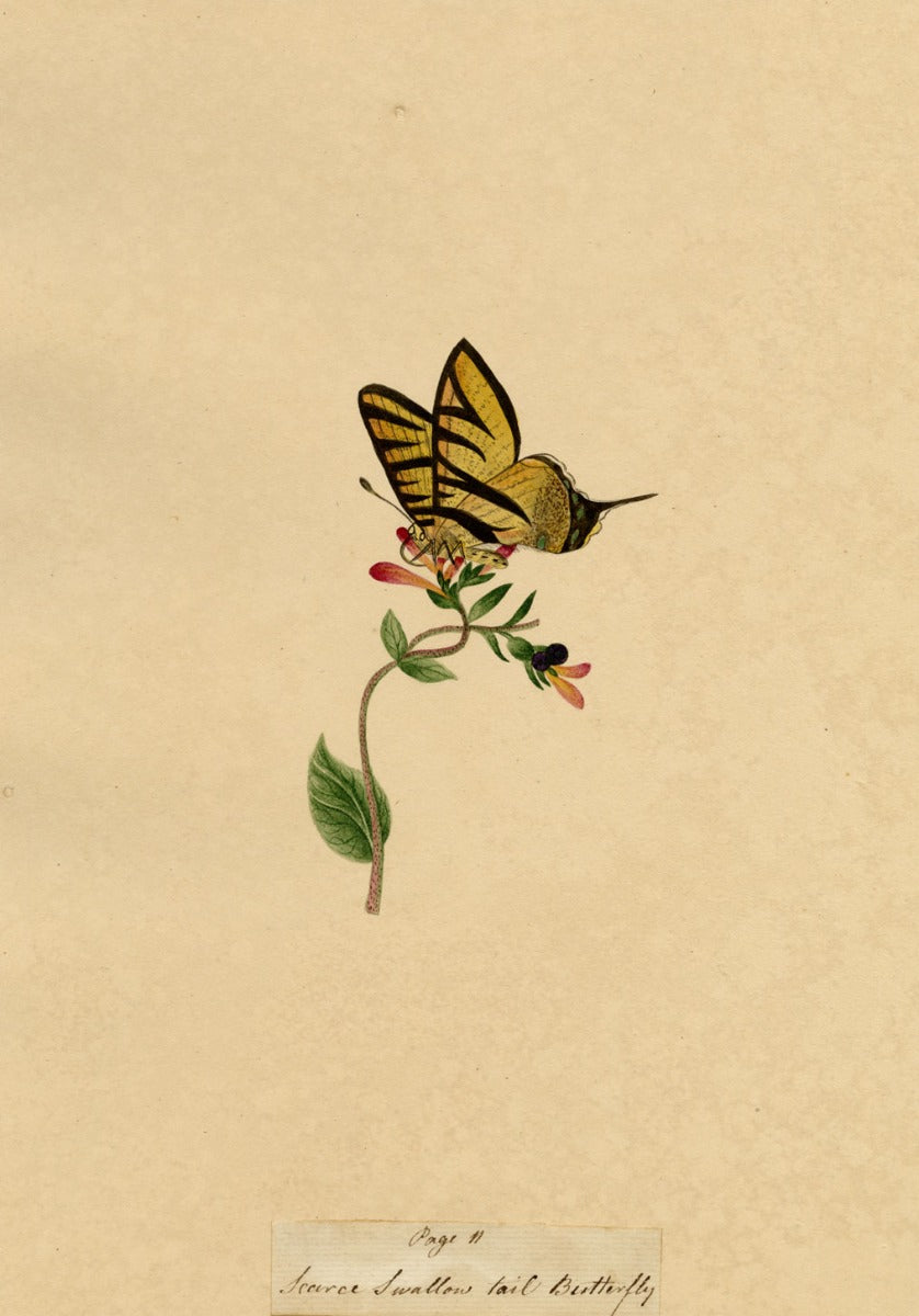 J. McA, Scarce Swallowtail Butterfly Study – c.1810s watercolour painting