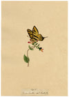 J. McA, Scarce Swallowtail Butterfly Study – c.1810s watercolour painting