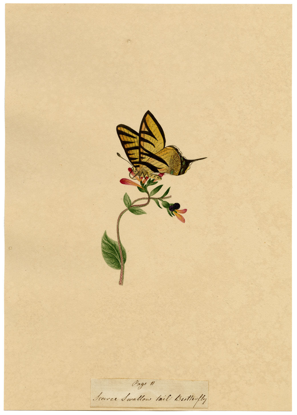 J. McA, Scarce Swallowtail Butterfly Study – c.1810s watercolour painting