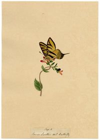 J. McA, Scarce Swallowtail Butterfly Study – c.1810s watercolour painting