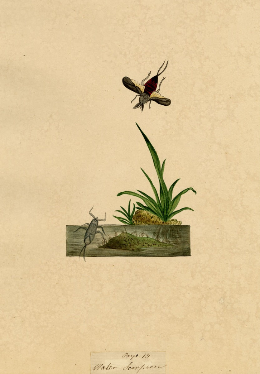 J. McA, Water Scorpion Insect Study – Original c.1810s watercolour painting