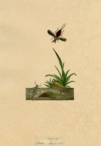 J. McA, Water Scorpion Insect Study – Original c.1810s watercolour painting