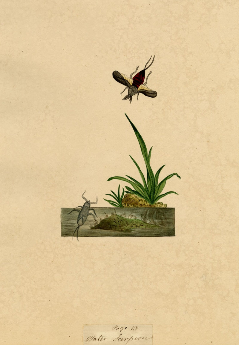 J. McA, Water Scorpion Insect Study – Original c.1810s watercolour painting