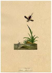 J. McA, Water Scorpion Insect Study – Original c.1810s watercolour painting