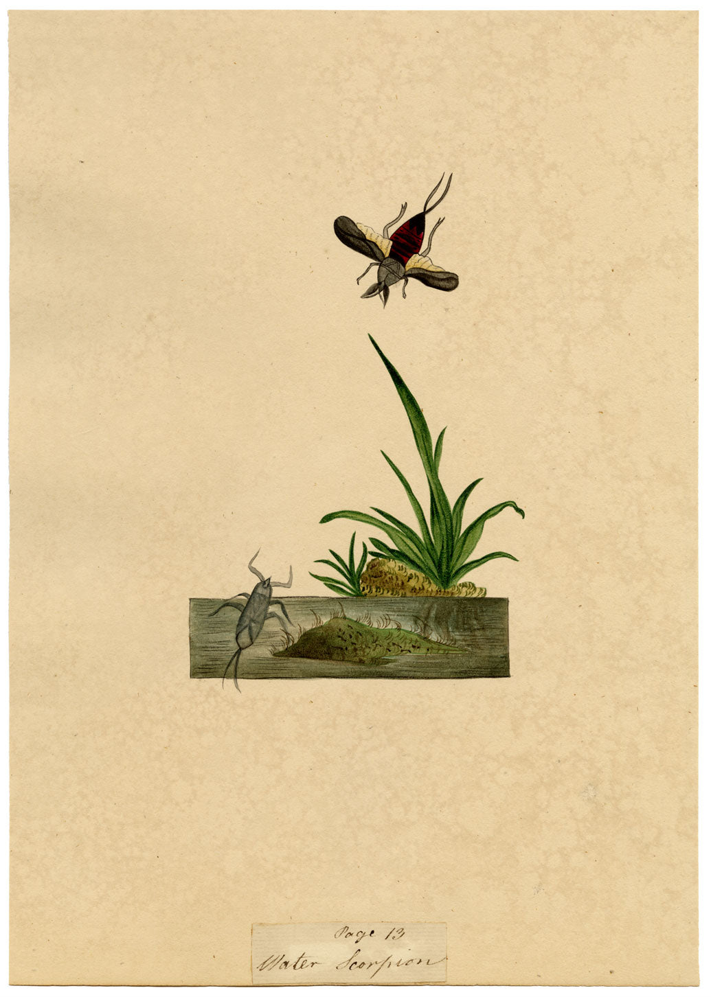 J. McA, Water Scorpion Insect Study – Original c.1810s watercolour painting