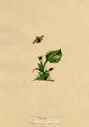 J. McA, Ladycow or Ladybird Insect Study – Original c.1810s watercolour painting