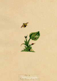 J. McA, Ladycow or Ladybird Insect Study – Original c.1810s watercolour painting