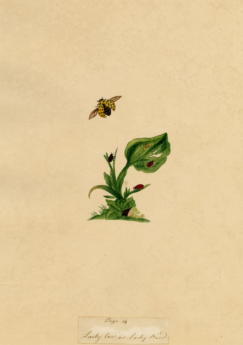 J. McA, Ladycow or Ladybird Insect Study – Original c.1810s watercolour painting