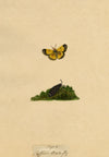 J. McA, Saffron Butterfly (Clouded Yellow) Study – c.1810s watercolour painting