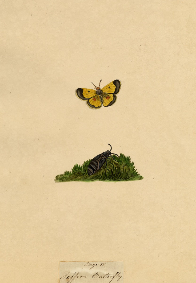 J. McA, Saffron Butterfly (Clouded Yellow) Study – c.1810s watercolour painting