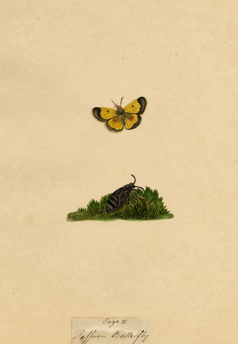 J. McA, Saffron Butterfly (Clouded Yellow) Study – c.1810s watercolour painting
