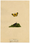 J. McA, Saffron Butterfly (Clouded Yellow) Study – c.1810s watercolour painting