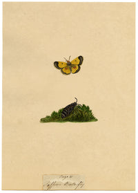 J. McA, Saffron Butterfly (Clouded Yellow) Study – c.1810s watercolour painting