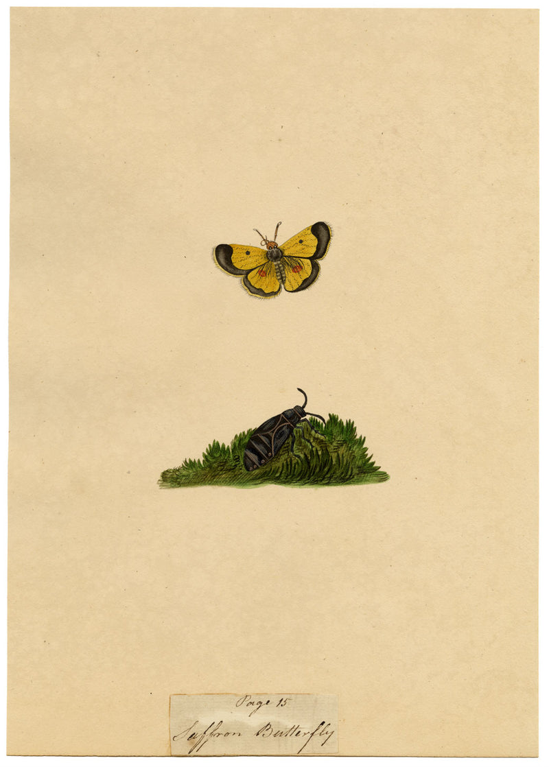 J. McA, Saffron Butterfly (Clouded Yellow) Study – c.1810s watercolour painting
