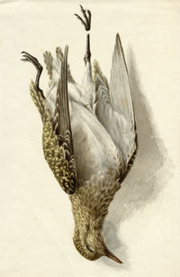 Possibly Lilian M. Medland, Hanging Game Bird – early C20th watercolour painting