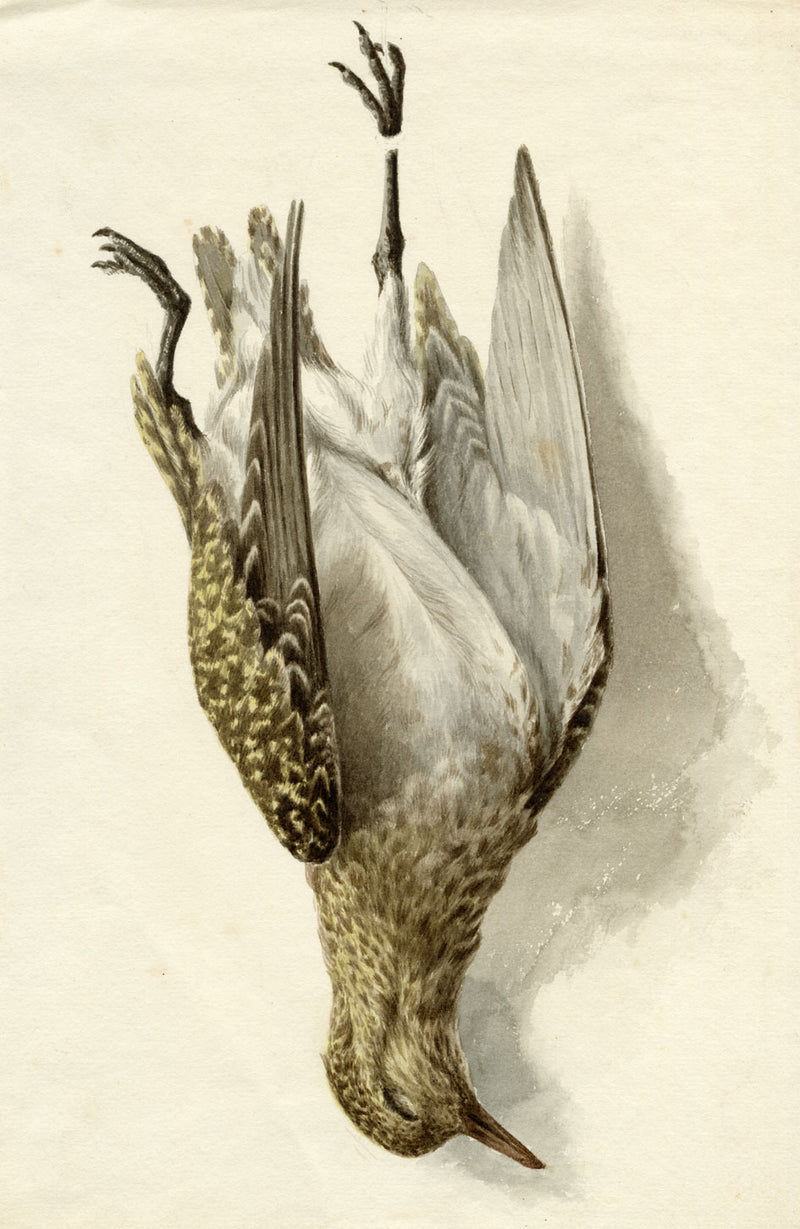 Possibly Lilian M. Medland, Hanging Game Bird – early C20th watercolour painting