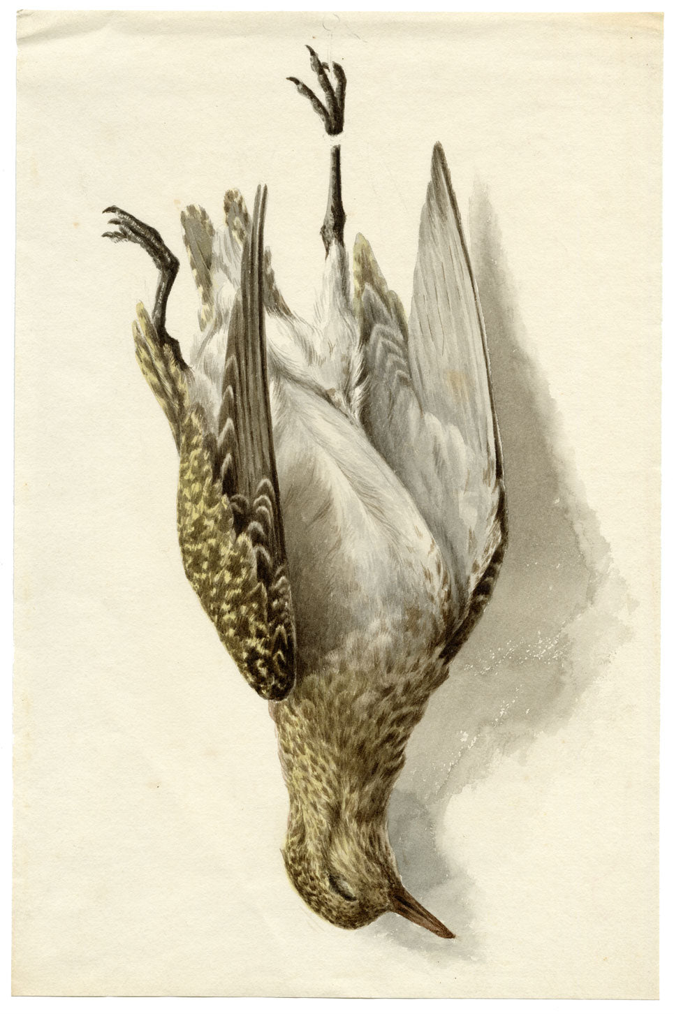 Possibly Lilian M. Medland, Hanging Game Bird – early C20th watercolour painting