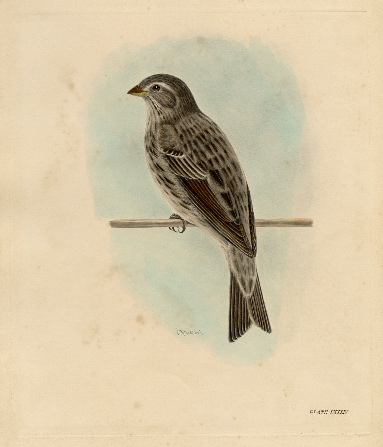 Lilian Medland, Corn Bunting Bird – Original early 20th-century photogravure