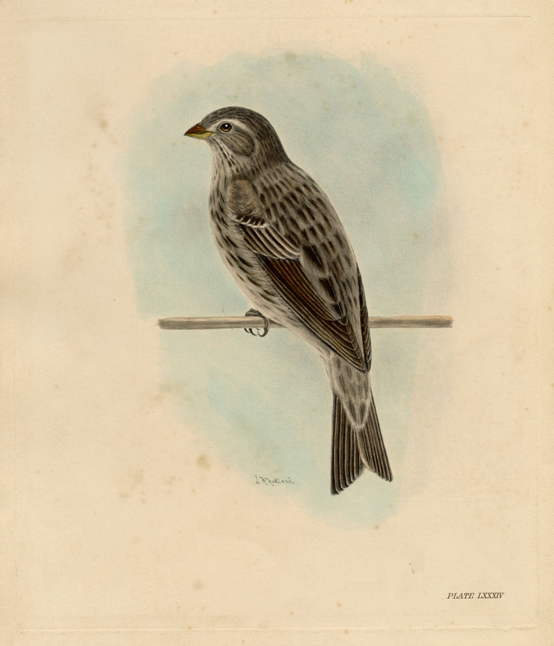Lilian Medland, Corn Bunting Bird – Original early 20th-century photogravure
