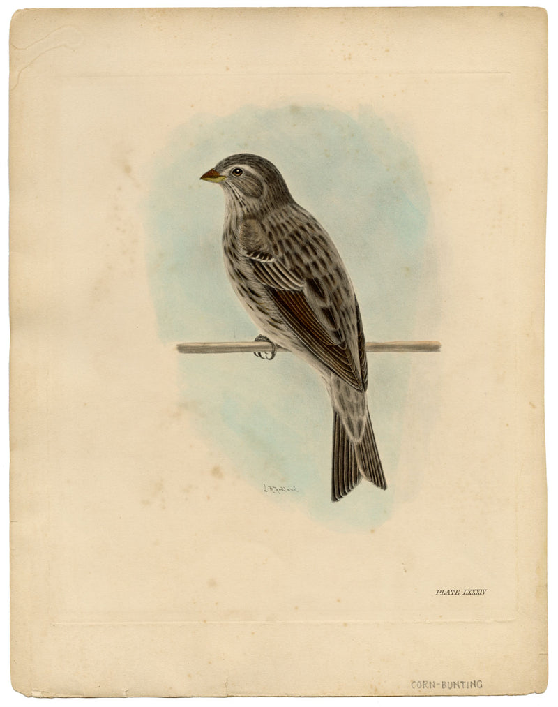 Lilian Medland, Corn Bunting Bird – Original early 20th-century photogravure