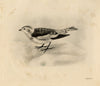 Lilian Medland, Snow Bunting Bird – Original early 20th-century photogravure