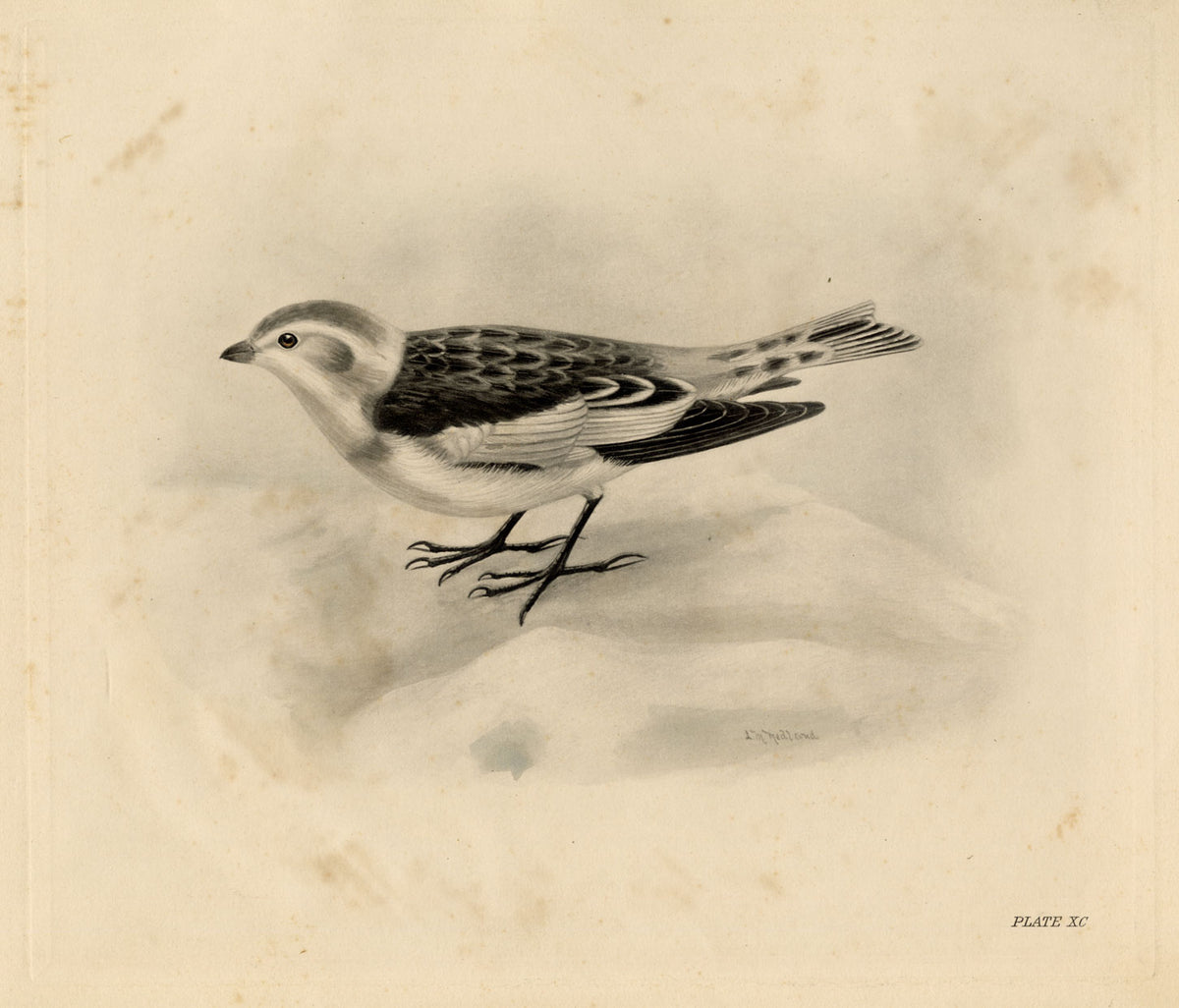 Lilian Medland, Snow Bunting Bird – Original early 20th-century photogravure