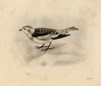 Lilian Medland, Snow Bunting Bird – Original early 20th-century photogravure