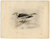 Lilian Medland, Snow Bunting Bird – Original early 20th-century photogravure