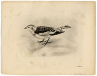 Lilian Medland, Snow Bunting Bird – Original early 20th-century photogravure