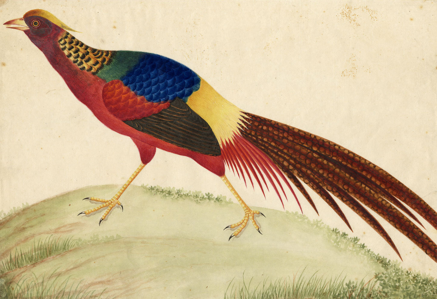 Canton School, Golden Pheasant – Late 18th-century Chinese export painting