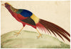 Canton School, Golden Pheasant – Late 18th-century Chinese export painting