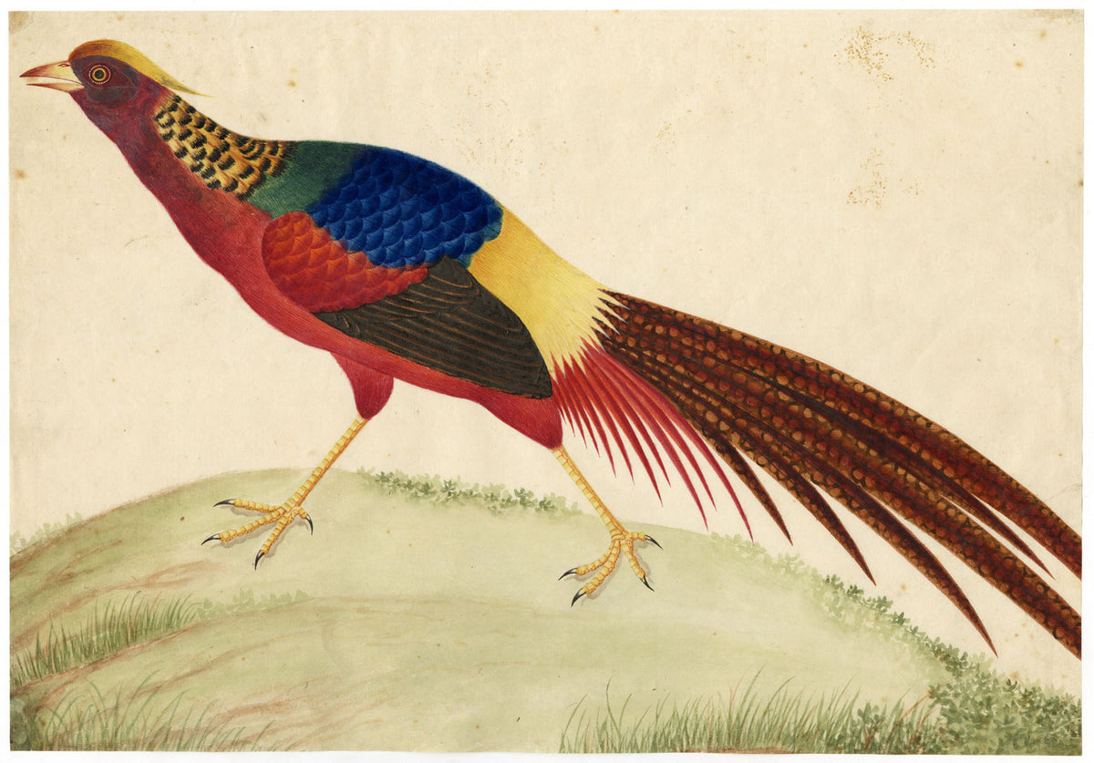 Canton School, Golden Pheasant – Late 18th-century Chinese export painting