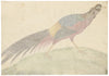 Canton School, Golden Pheasant – Late 18th-century Chinese export painting
