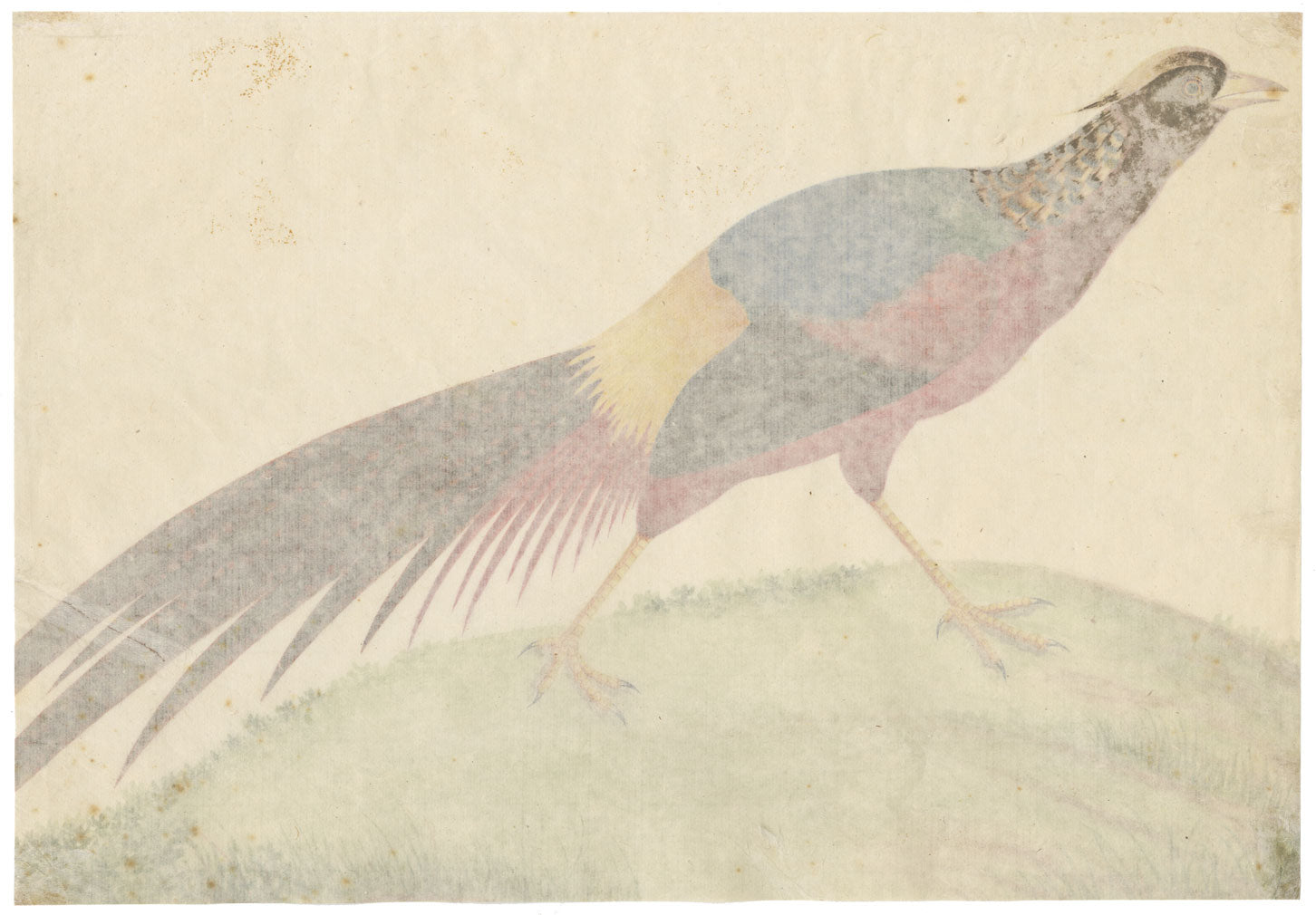 Canton School, Golden Pheasant – Late 18th-century Chinese export painting