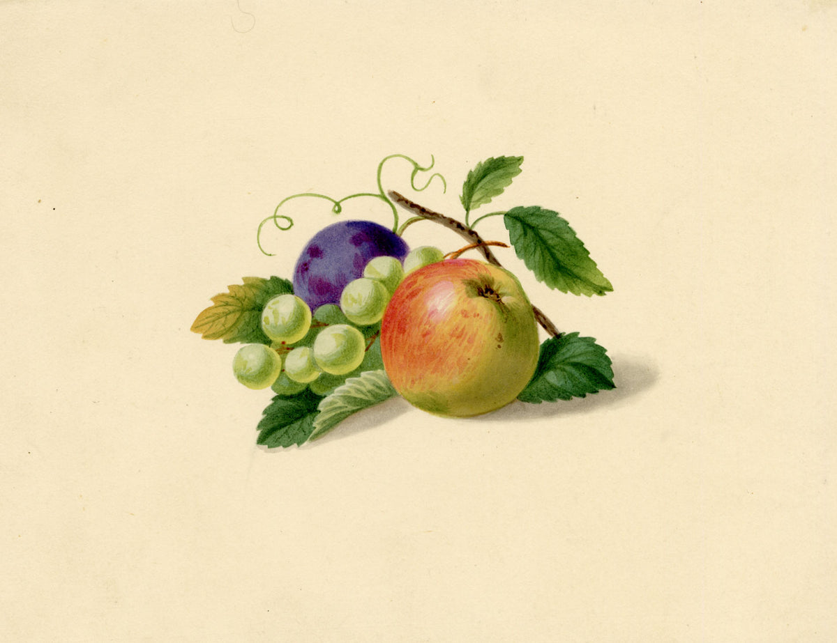 Fruit Still Life with Apple, Plum & Grapes – c.1831 watercolour painting